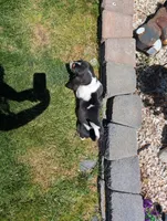 Female 2, a female Basset Hound for sale in Jerome, ID – 5 of 6