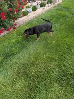 Pbf1 , a female Bloodhound for sale in Jerome, ID – 3 of 10