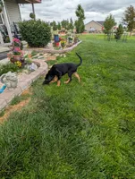 Pbf1 , a female Bloodhound for sale in Jerome, ID – 9 of 10