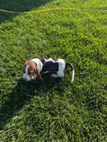 Male 2 , a male Basset Hound for sale in Jerome, ID – 6 of 6