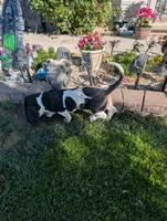 Female 2, a female Basset Hound for sale in Jerome, ID – 9 of 10
