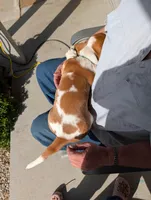 Female 1 , a female Basset Hound for sale in Jerome, ID – Photo 4 of 8