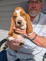Female 1 , a female Basset Hound for sale in Jerome, ID – Photo 1 of 8