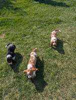 Female 1 , a female Basset Hound for sale in Jerome, ID – Photo 5 of 8