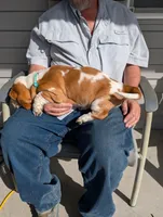 Female 1 , a female Basset Hound for sale in Jerome, ID – Photo 2 of 8