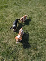 Female 1 , a female Basset Hound for sale in Jerome, ID – Photo 7 of 8