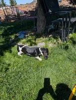 Female 2, a female Basset Hound for sale in Jerome, ID – 7 of 10