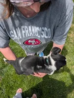 Male 2, a male Basset Hound for sale in Jerome, ID – 4 of 4