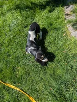Female 2, a female Basset Hound for sale in Jerome, ID – 7 of 10