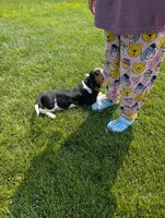 Male 6, a male Basset Hound for sale in Jerome, ID – 4 of 10