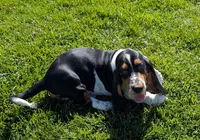 Buster , a male Basset Hound for sale in Jerome, ID – 3 of 10