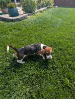 Male 1, a male Basset Hound for sale in Jerome, ID – 5 of 9