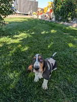 Female 2, a female Basset Hound for sale in Jerome, ID – 7 of 10