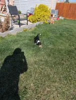 Female 2, a female Basset Hound for sale in Jerome, ID – Photo 5 of 8