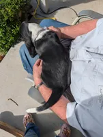 Female 2, a female Basset Hound for sale in Jerome, ID – Photo 4 of 8