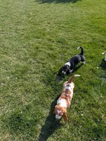 Female 2, a female Basset Hound for sale in Jerome, ID – Photo 6 of 8