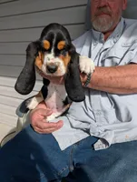 Female 2, a female Basset Hound for sale in Jerome, ID – Photo 1 of 8