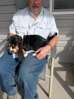 Female 2, a female Basset Hound for sale in Jerome, ID – Photo 2 of 8