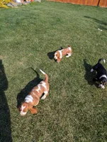 Female 2, a female Basset Hound for sale in Jerome, ID – Photo 7 of 8