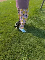 Male 7, a male Basset Hound for sale in Jerome, ID – 3 of 9