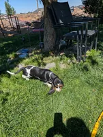Female 2, a female Basset Hound for sale in Jerome, ID – 10 of 10