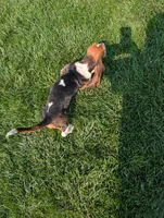 Male 1, a male Basset Hound for sale in Jerome, ID – 7 of 9