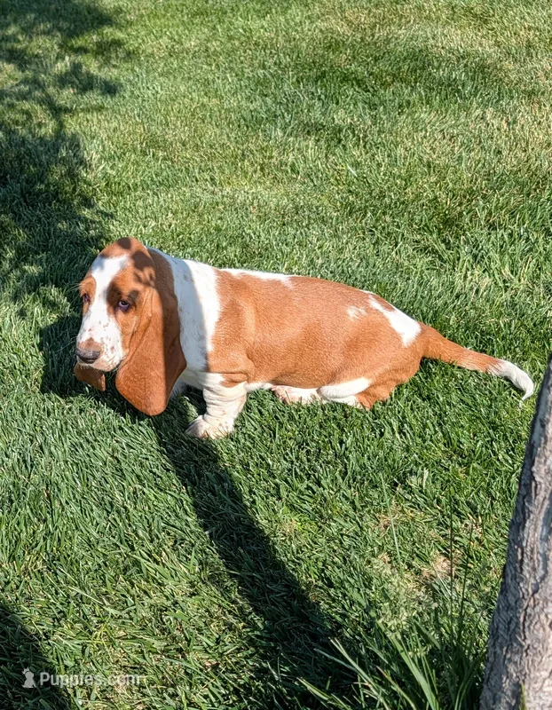 Female 3  – Basset Hound puppy for sale in Jerome, ID