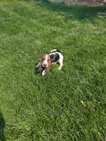Male 2, a male Basset Hound for sale in Jerome, ID – 1 of 10
