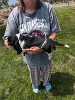 Male 2, a male Basset Hound for sale in Jerome, ID – 3 of 4