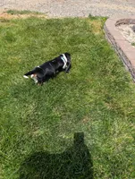 Male 2 , a male Basset Hound for sale in Jerome, ID – 3 of 8