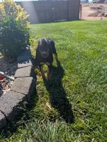 Pbf1 , a female Bloodhound for sale in Jerome, ID – 3 of 10