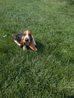 Male 1 , a male Basset Hound for sale in Jerome, ID – 6 of 10
