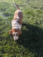 Female 3 , a female Basset Hound for sale in Jerome, ID – 6 of 9