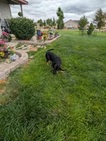 Pbf1 , a female Bloodhound for sale in Jerome, ID – 7 of 10
