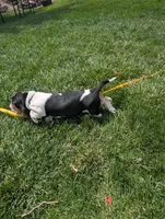 Female 2, a female Basset Hound for sale in Jerome, ID – 2 of 8