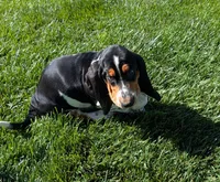 Buster , a male Basset Hound for sale in Jerome, ID – 3 of 10