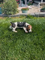 Male 2, a male Basset Hound for sale in Jerome, ID – 9 of 10
