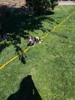 Female 2, a female Basset Hound for sale in Jerome, ID – 8 of 10