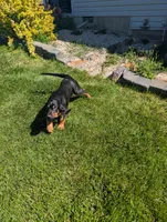 Pbf1 , a female Bloodhound for sale in Jerome, ID – 4 of 10