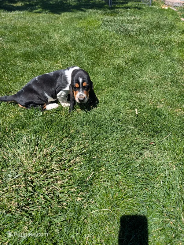 Male 2  – Basset Hound puppy for sale in Jerome, ID