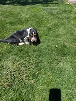 Male 2 , a male Basset Hound for sale in Jerome, ID – 1 of 7