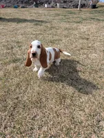 Female 1 , a female Basset Hound for sale in Jerome, ID – Photo 4 of 5