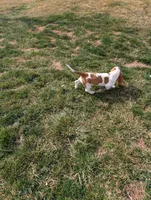 Female 1 , a female Basset Hound for sale in Jerome, ID – Photo 5 of 5