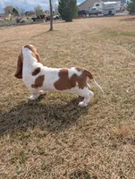 Female 1 , a female Basset Hound for sale in Jerome, ID – Photo 2 of 5
