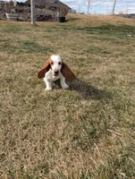 Female 1 , a female Basset Hound for sale in Jerome, ID – Photo 1 of 5