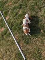 Female 1 , a female Basset Hound for sale in Jerome, ID – Photo 3 of 5