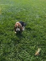 Male 3, a male Basset Hound for sale in Jerome, ID – 8 of 9