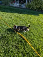 Male 3, a male Basset Hound for sale in Jerome, ID – 3 of 5