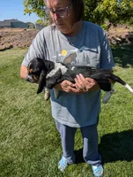 Female 1 , a female Basset Hound for sale in Jerome, ID – 2 of 4