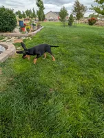 Pbf1 , a female Bloodhound for sale in Jerome, ID – 4 of 10